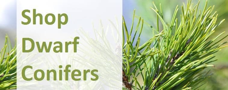 Shop Dwarf Conifers 2